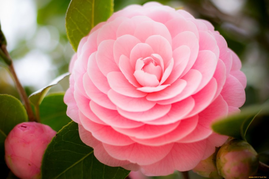 Камелия розовая махровая