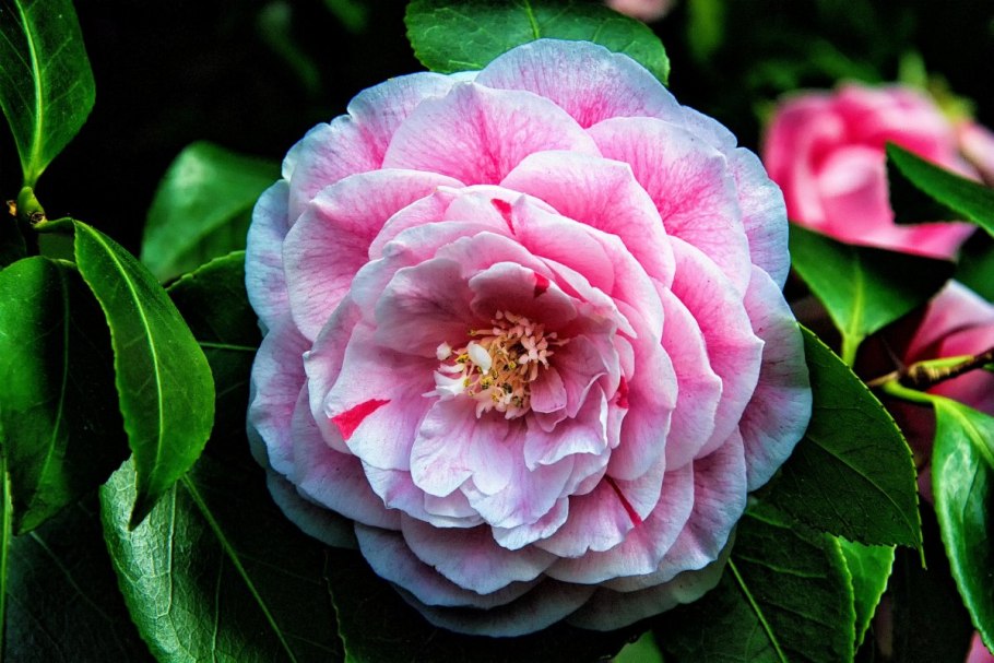 Камелия japonica