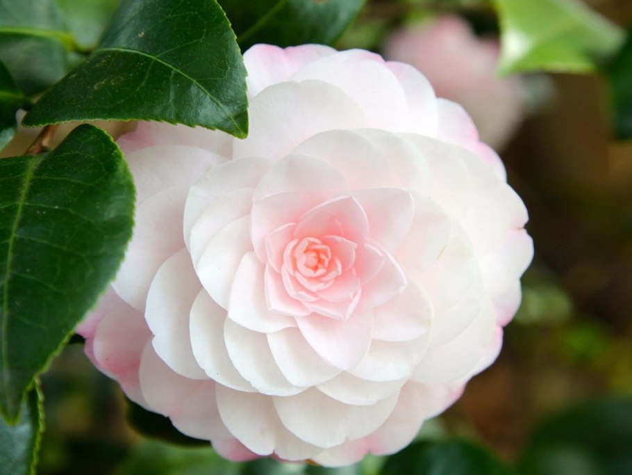 Камелия Японика цветок