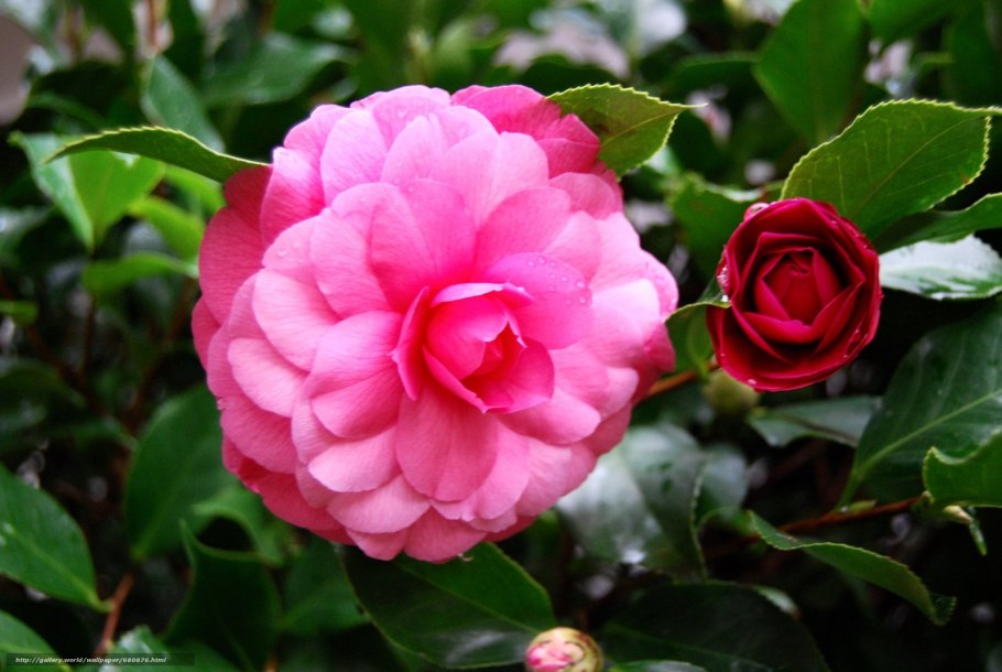 Камелия японская Бономиана