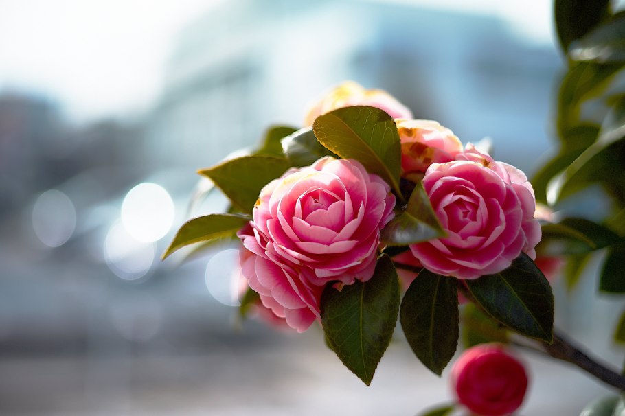 Камелия японская куст