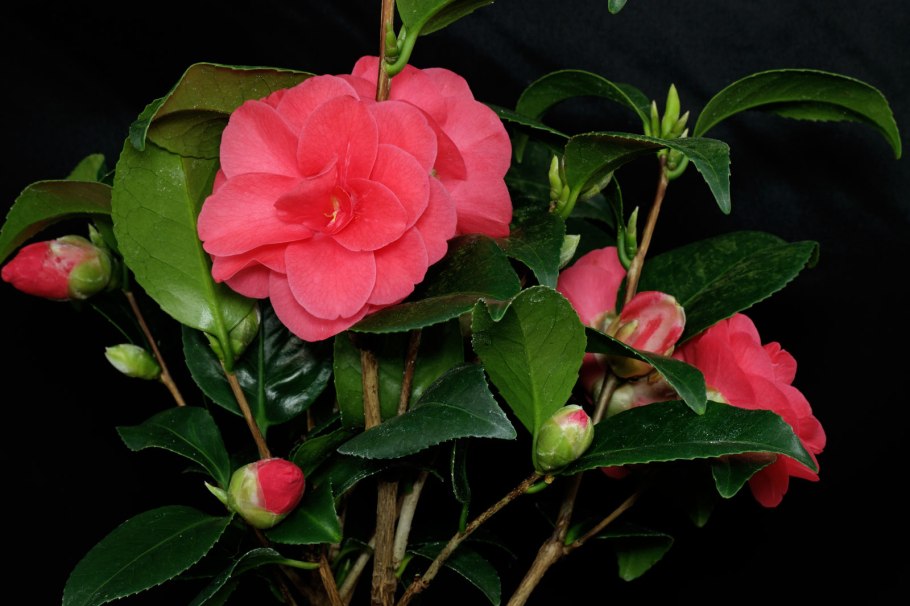 Камелия японика цветок