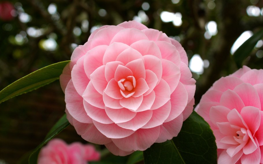 Камелия японская нуччос Перл