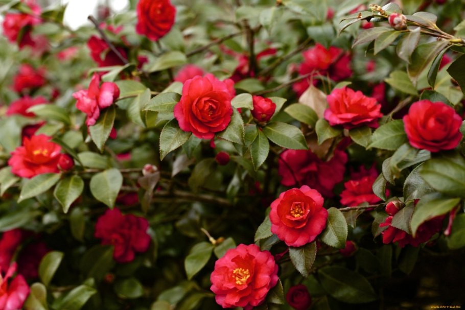 Камелия японская дерево (Camellia japonica).