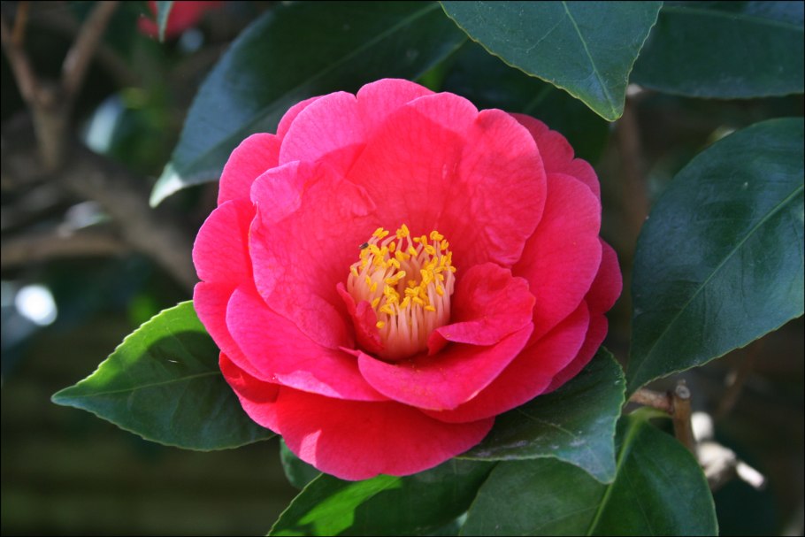Камелия японская Camellia japonica
