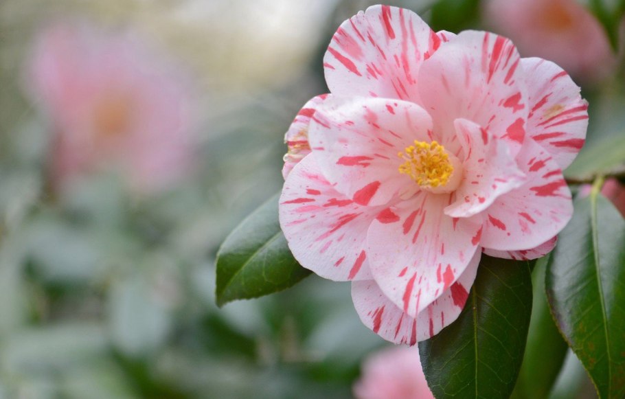 Камелия японская вильям бартлетт