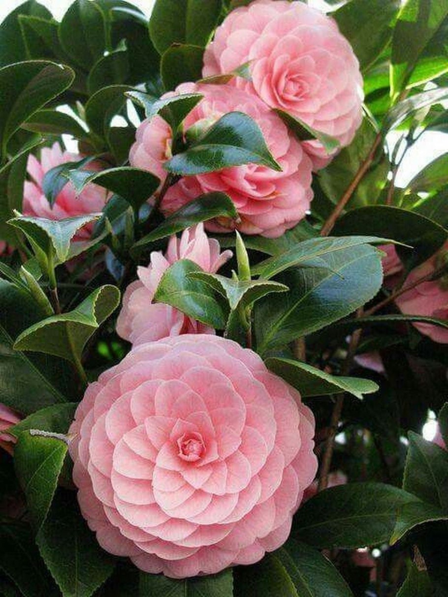 Камелия блоссом