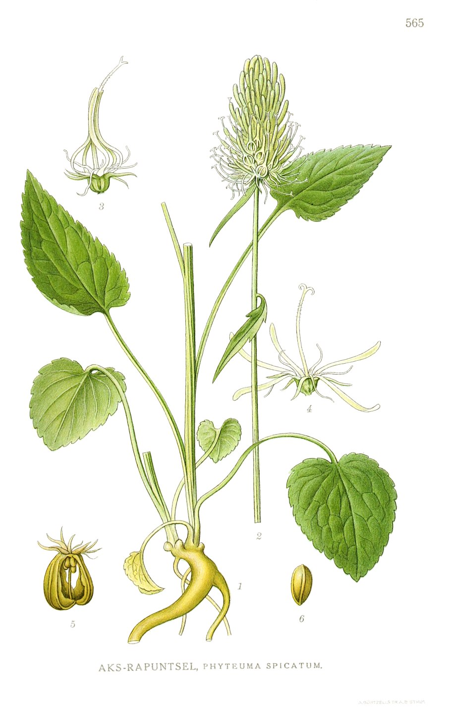 Кольник округлый — Phyteuma orbiculare l.