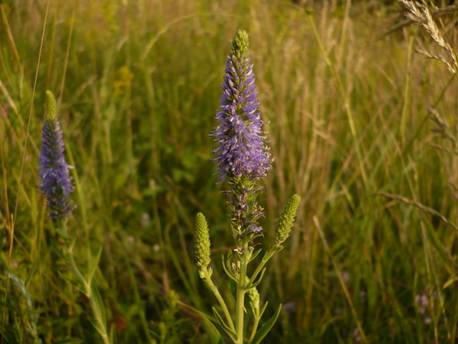 Кольник коготь дьявола