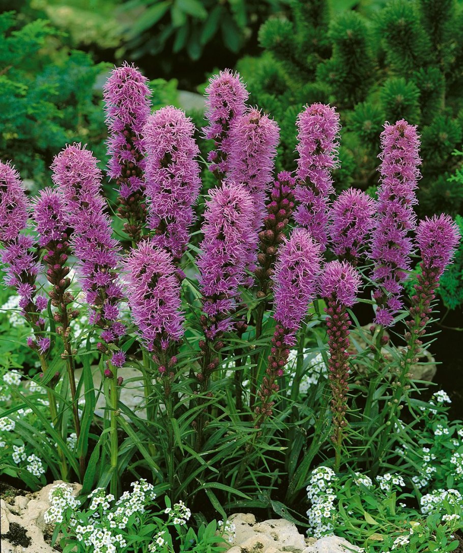 Кольник Шейхцера (Phyteuma scheuchzeri)