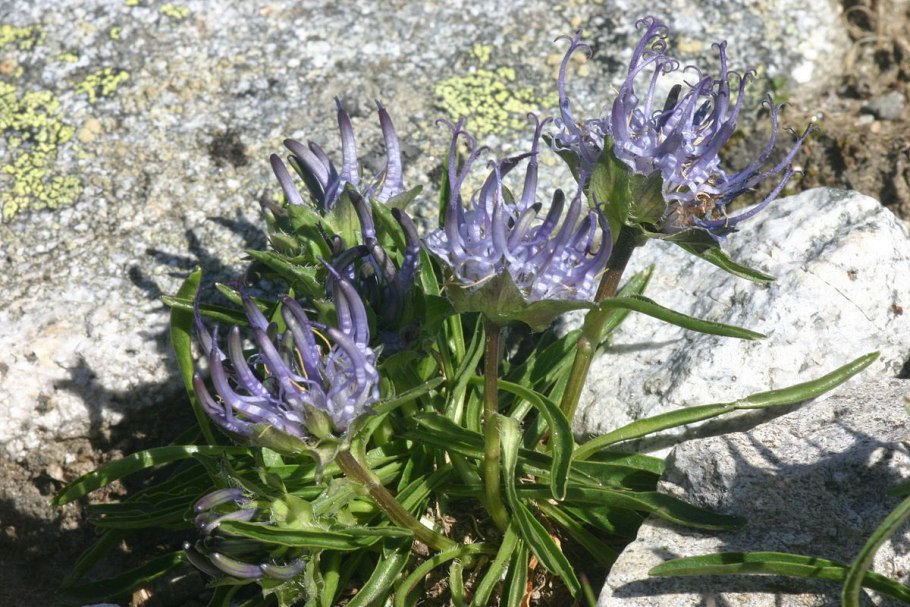 Кольник хохлатый