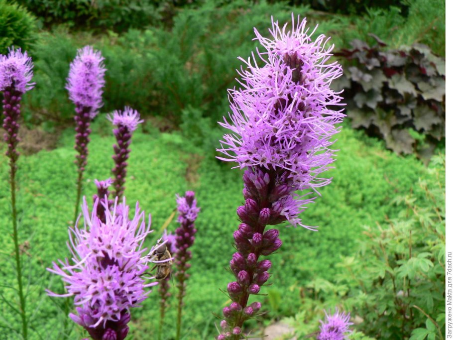 Кольник Шейхцера (Phyteuma scheuchzeri)