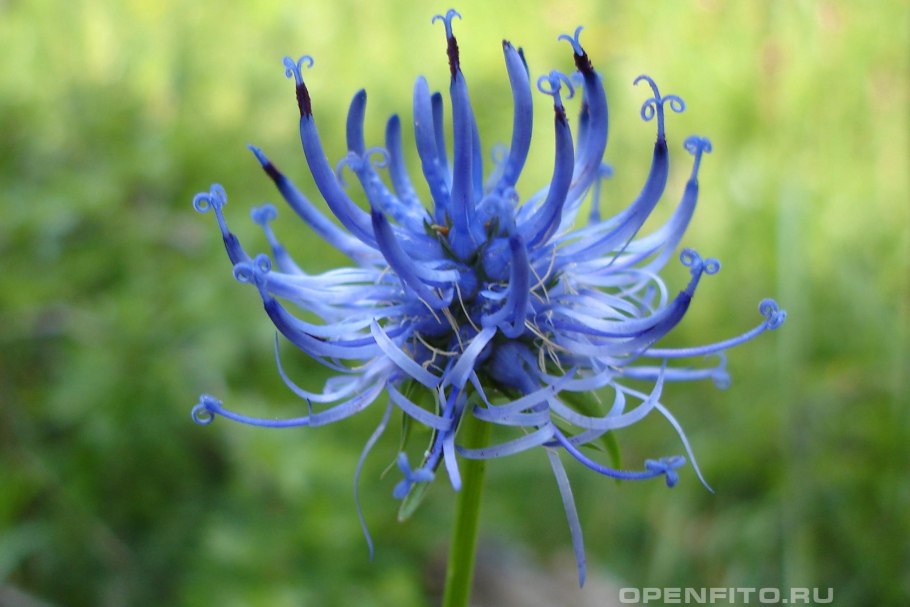 Phyteuma spicatum Кольник Колосистый