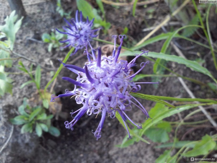 Игра колосистая