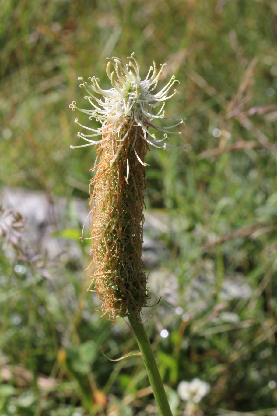 Кольник малоцветковый