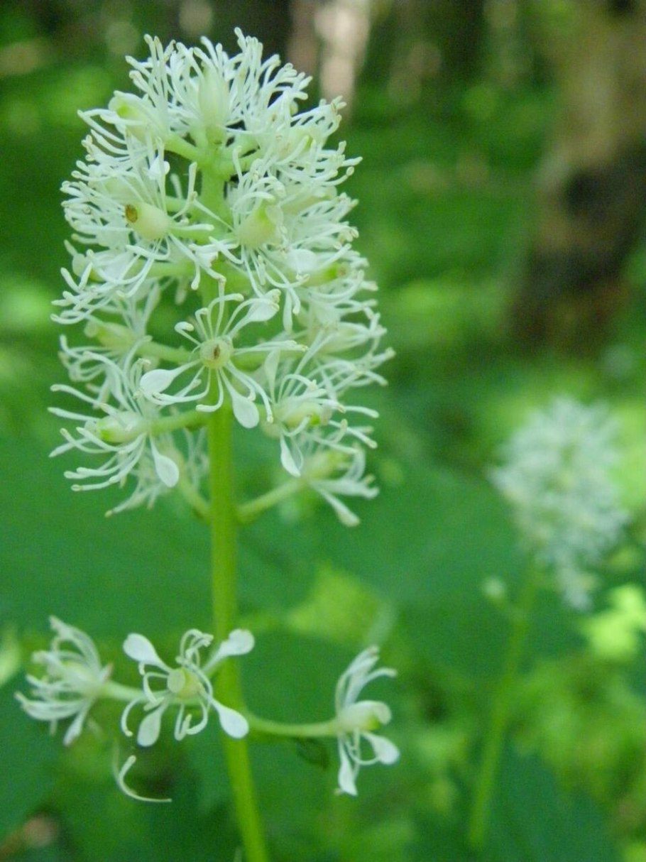 Кольник (Phyteuma)