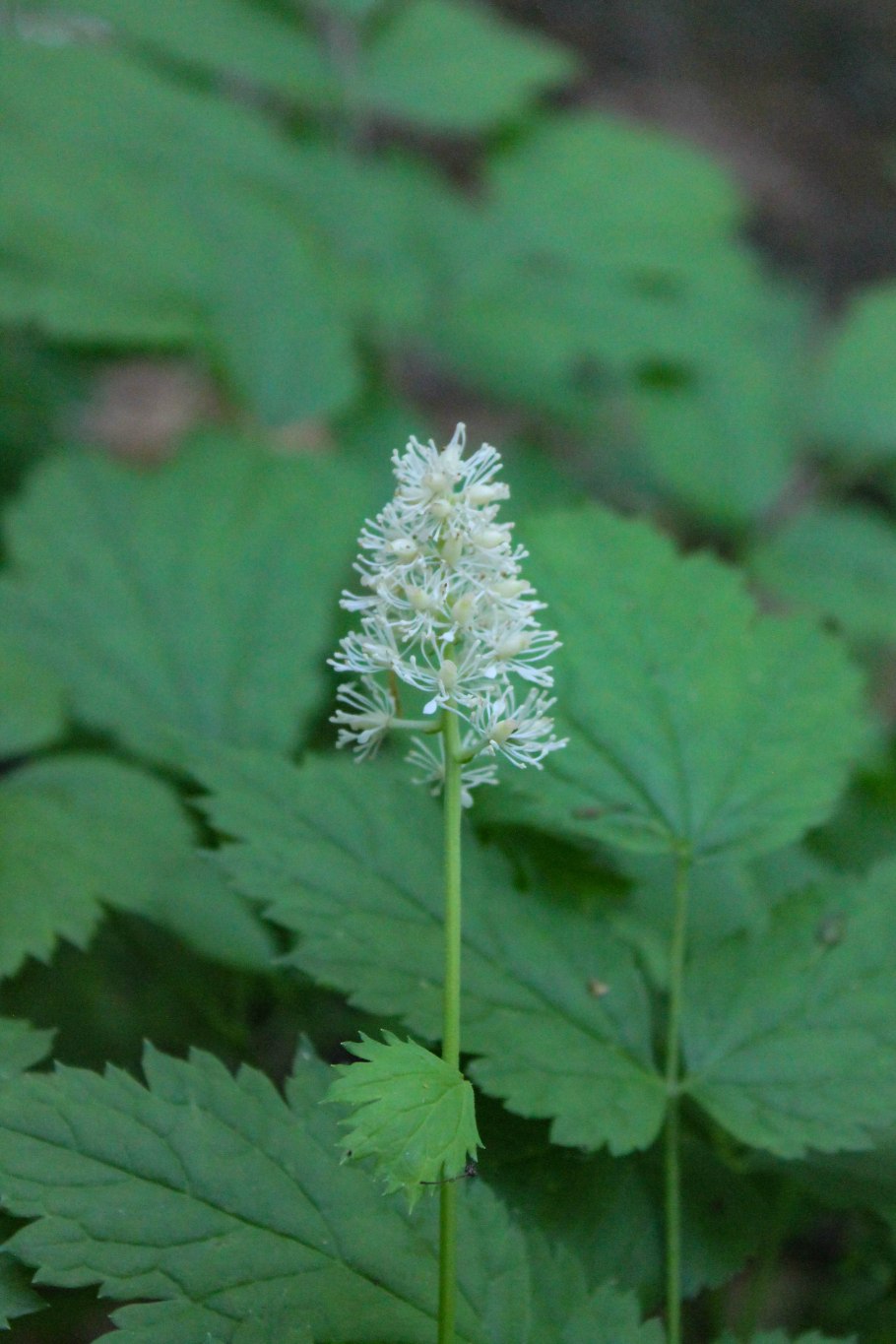 Кольник коготь дьявола