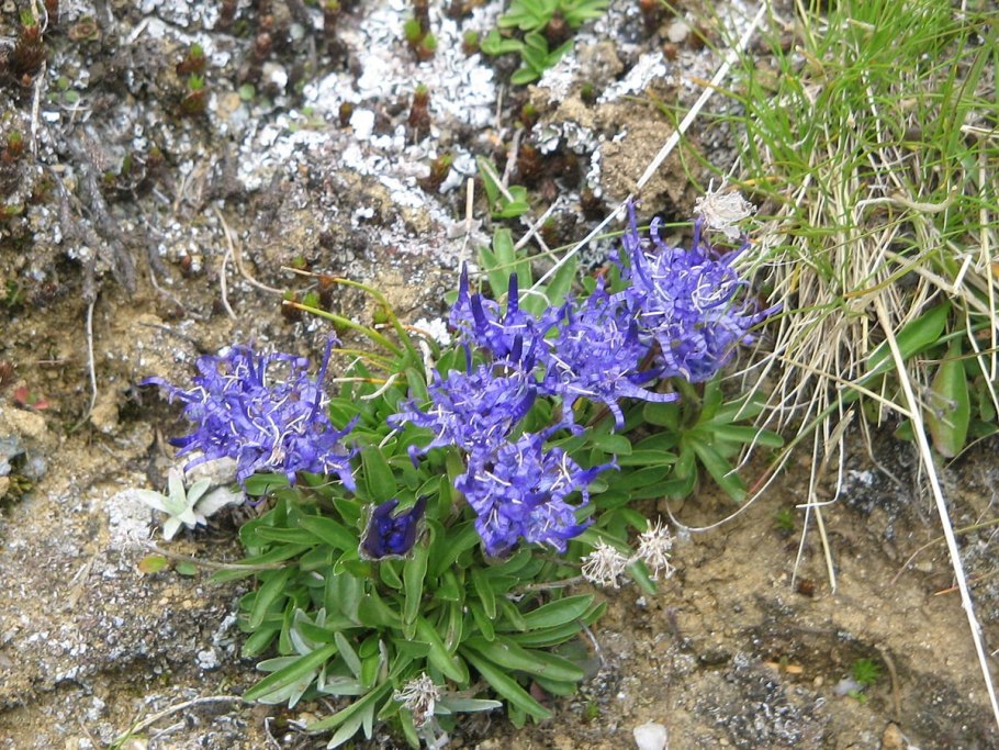 Ядовитые растения Якутии