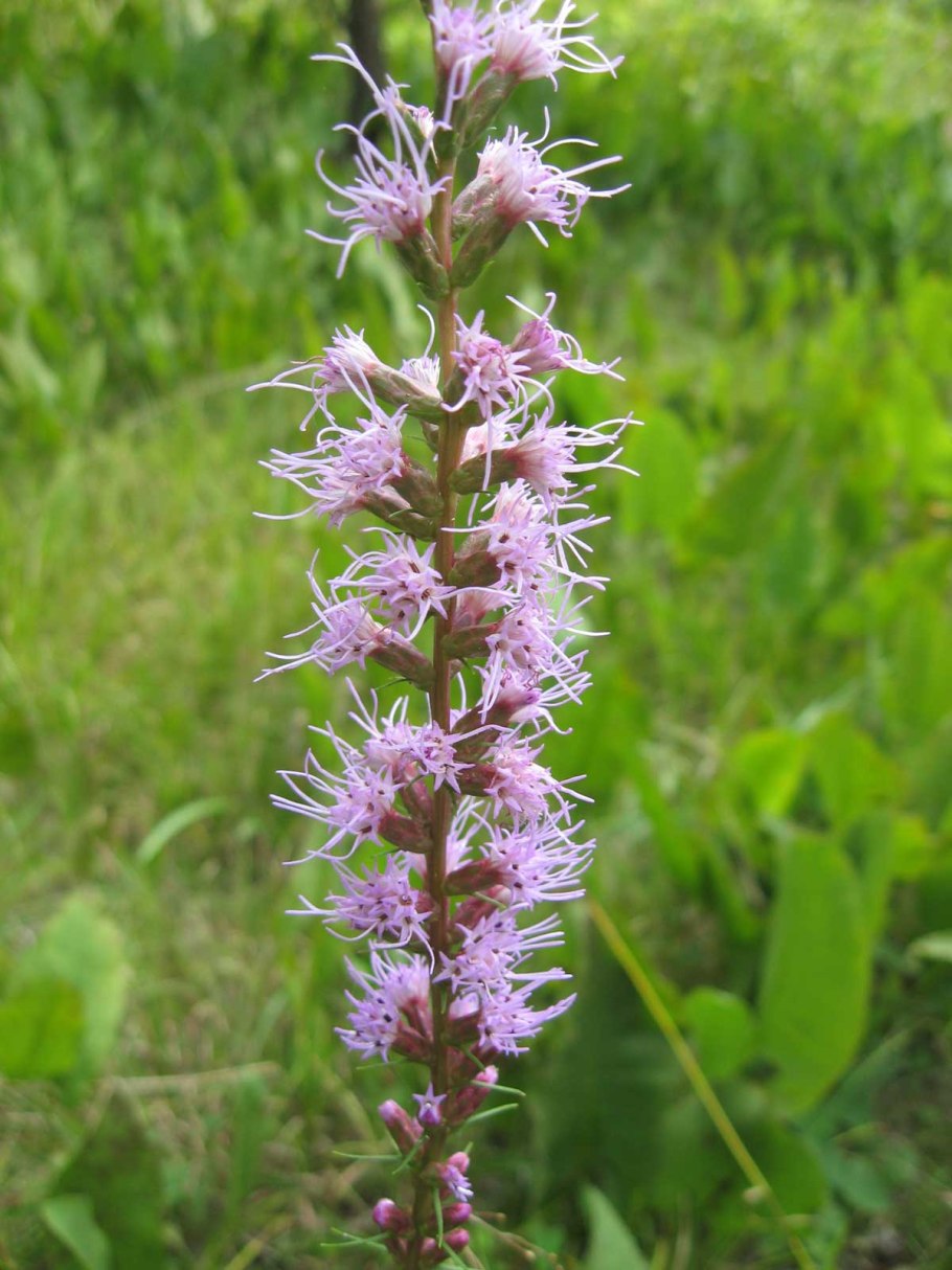 Liatris spicata