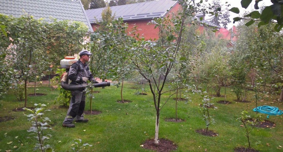 Опрыскивание кустов