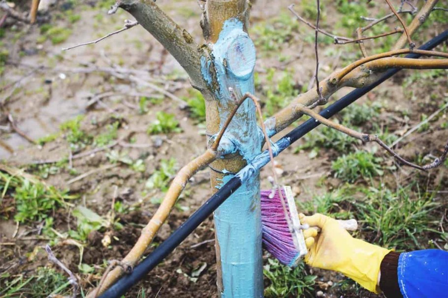 Борьба с вредителями в саду