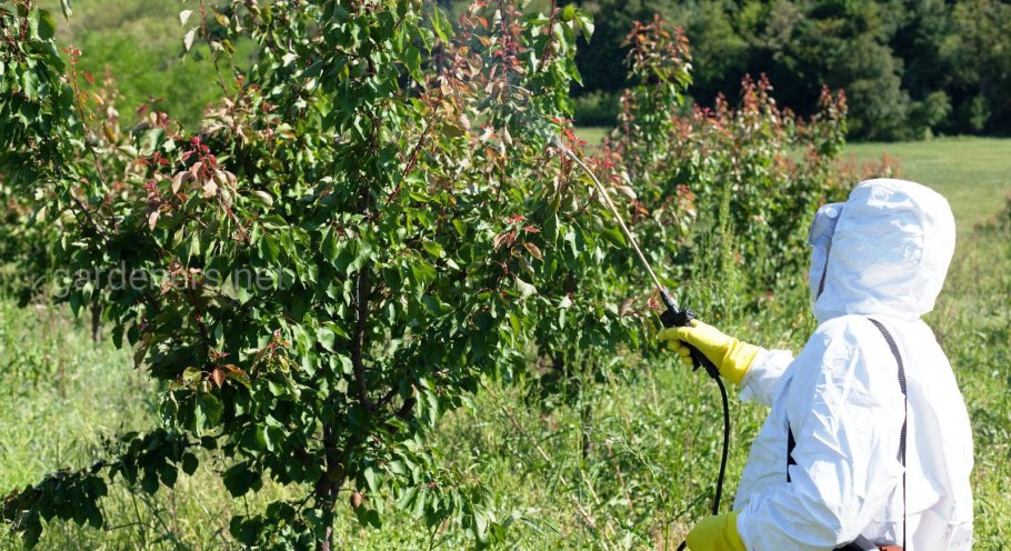 Опрыскивание плодовых деревьев