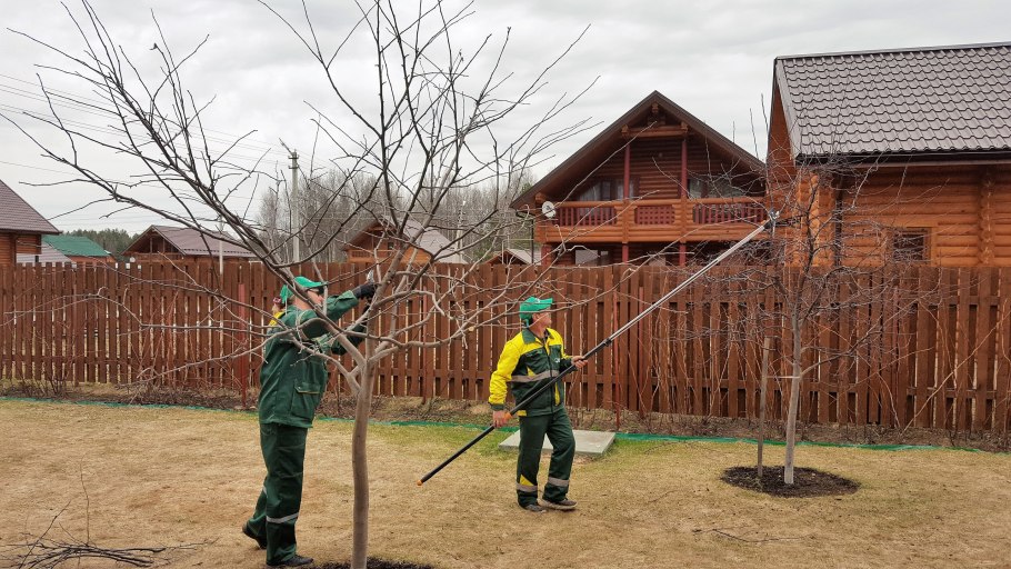 Опрыскивание смородины весной
