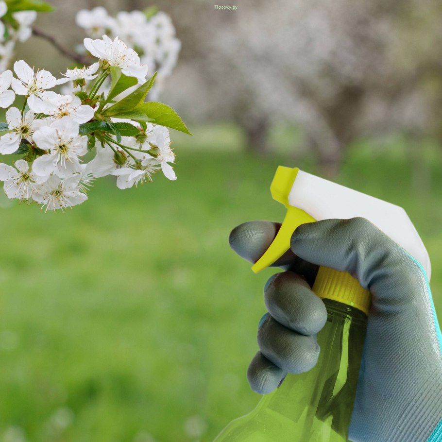Защита плодовых деревьев