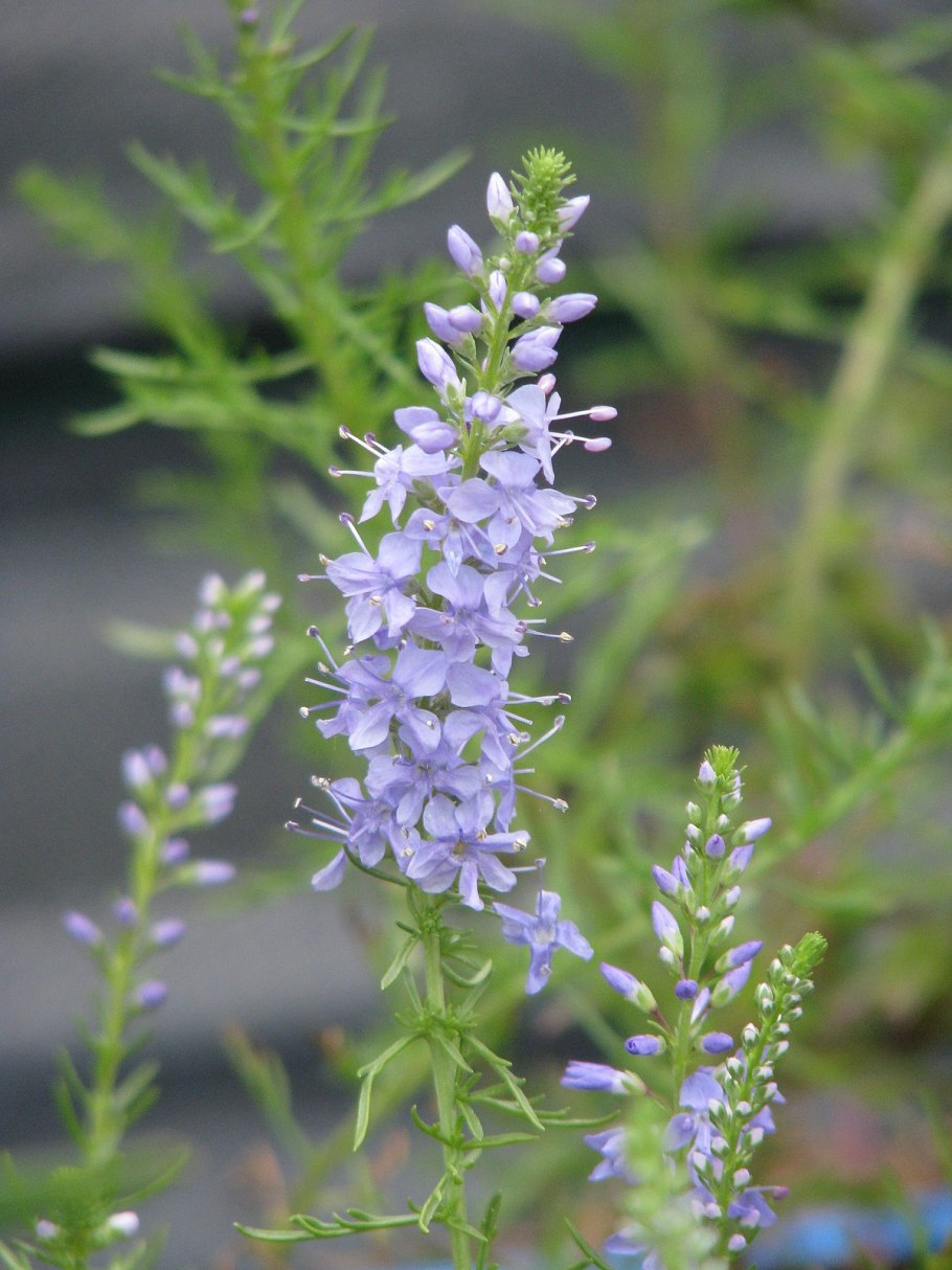 Стипа пинната