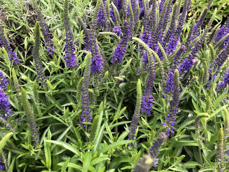 Молодило паутинистое