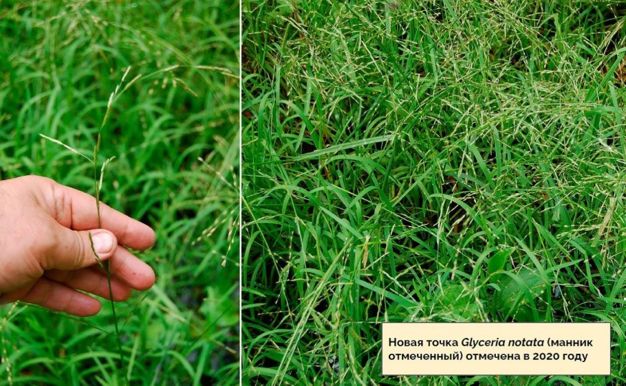 Пеннисетум лисохвостовый Хамельн