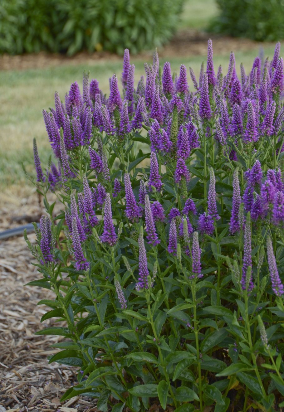 Вероника длиннолистная Блауризин