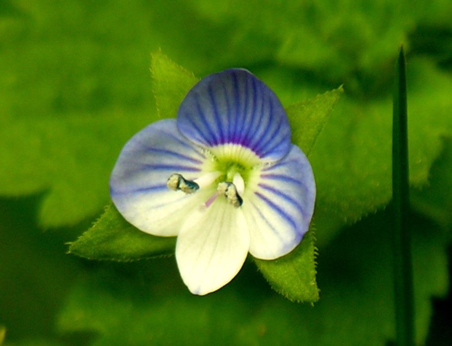 Лиатрис Флористан