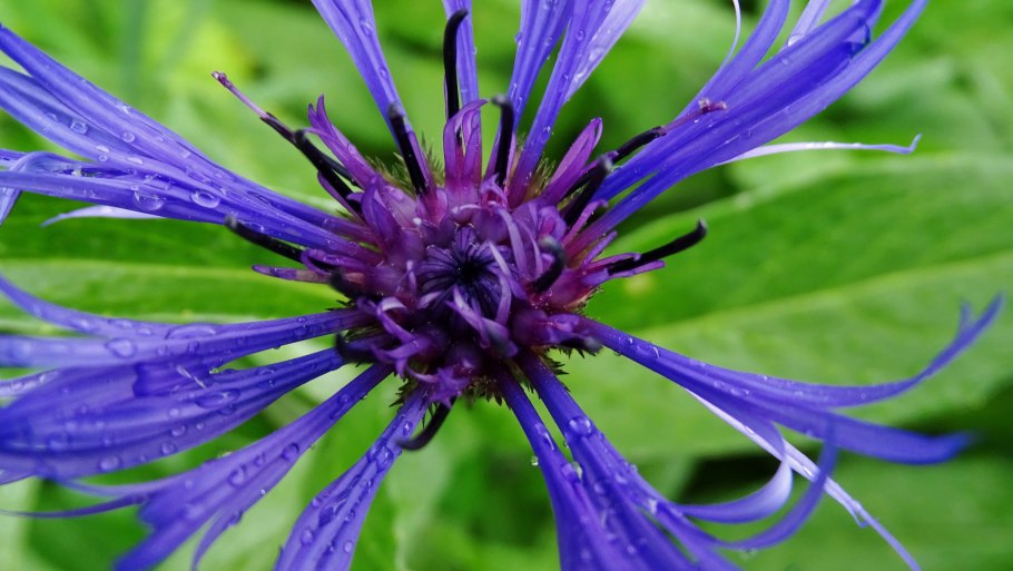 2125 Василек (60 Василек)