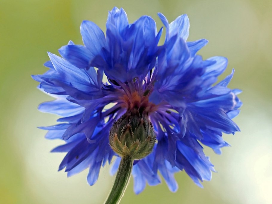Василек синий (Centaurea cyanus)