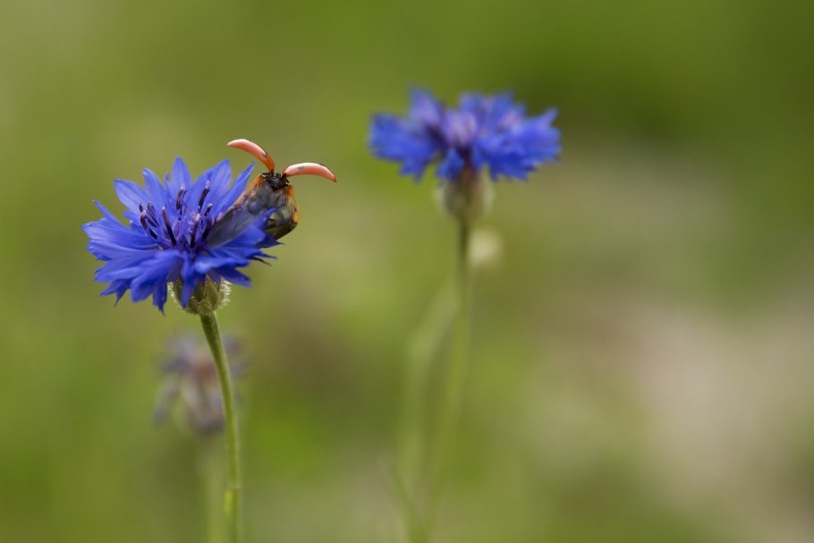 Материнская плата MSI 865gvm2-LS