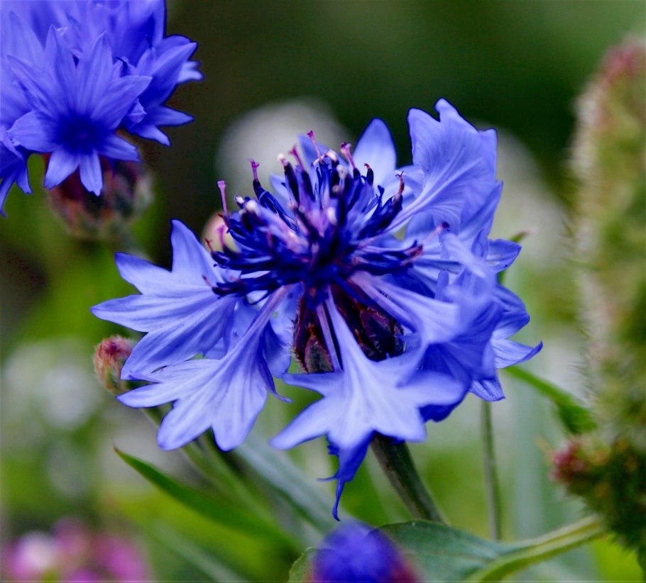 Василек фиолетовый Луговой