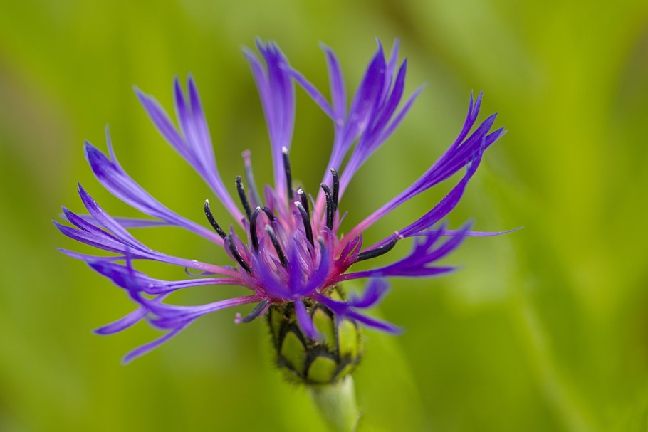 Василёк Гербера