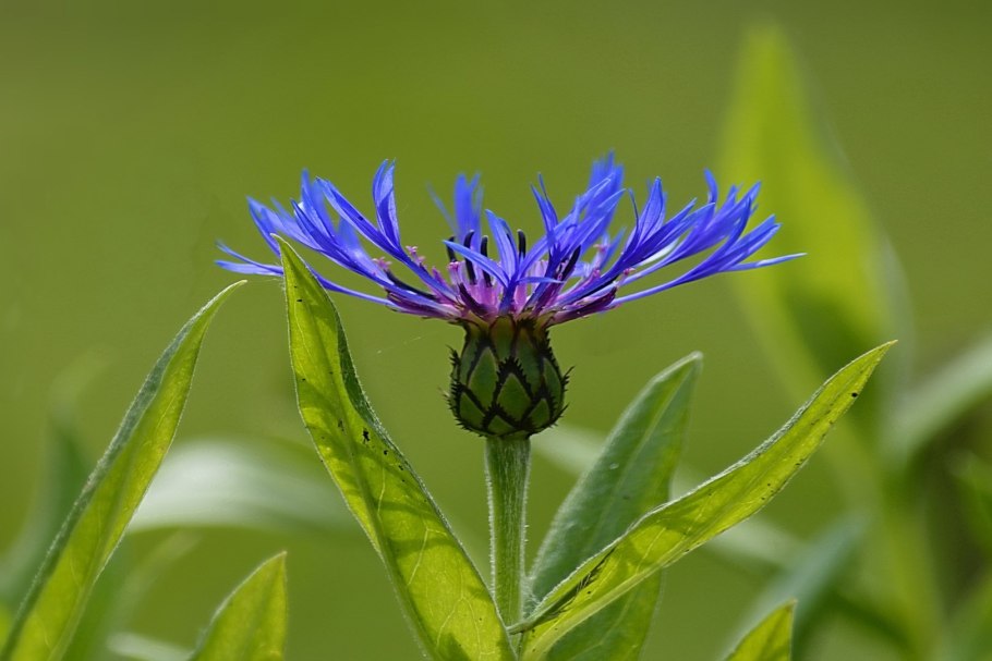 Василек фото на белом фоне