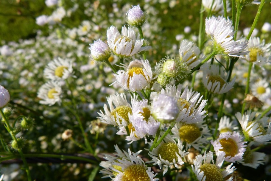 Pulicaria vulgaris