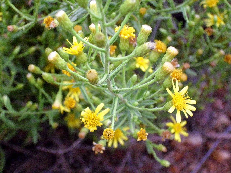 Logo fleabane