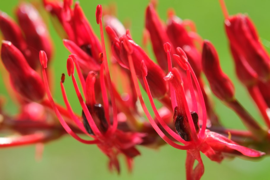 Ксеронема Callistemon