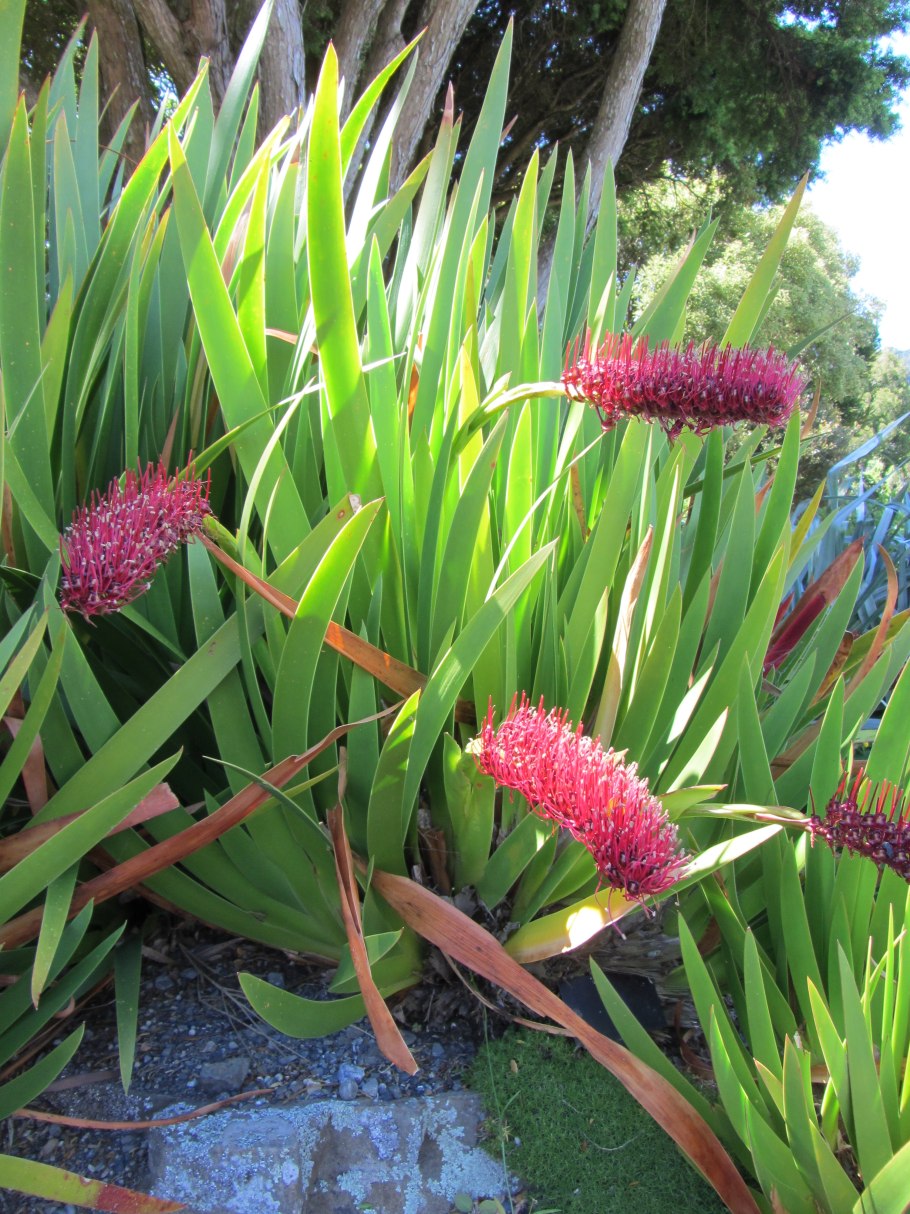 Xeronema Callistemon