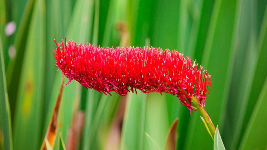 Ксеронема Callistemon