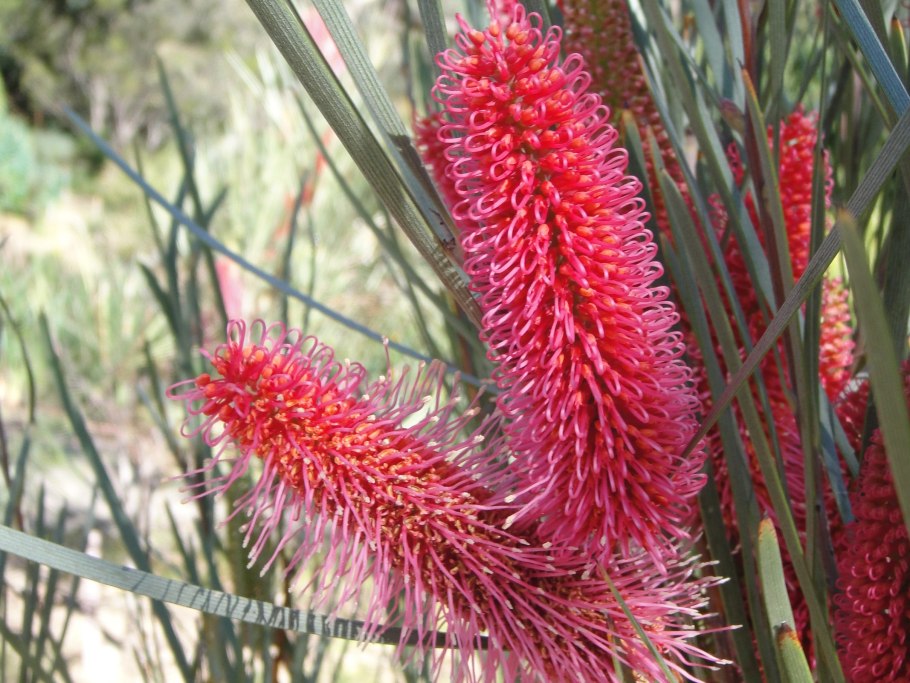 Ксеронема красивотычинковая