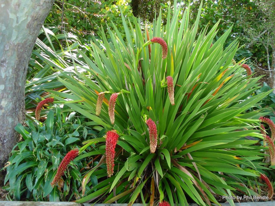 Ксеронема красивотычинковая