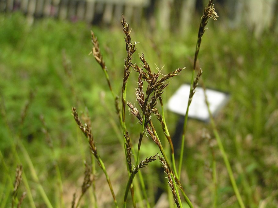 Carex pediformis