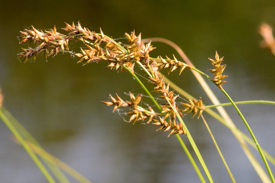 Carex acutiformis