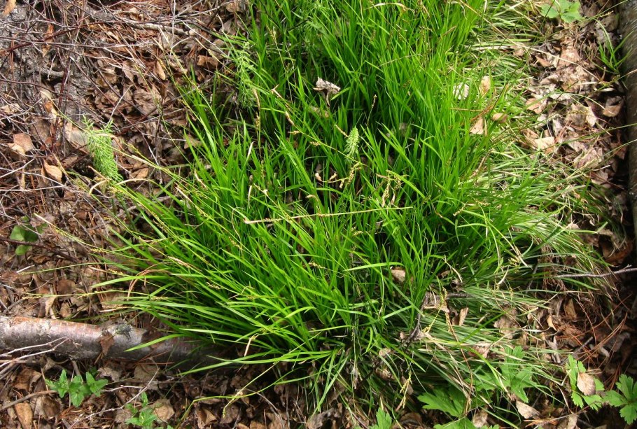 Осока большехвостая