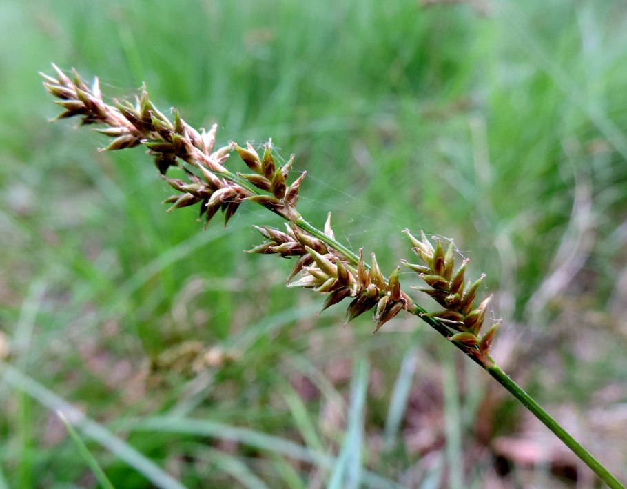 Осока пальчатая